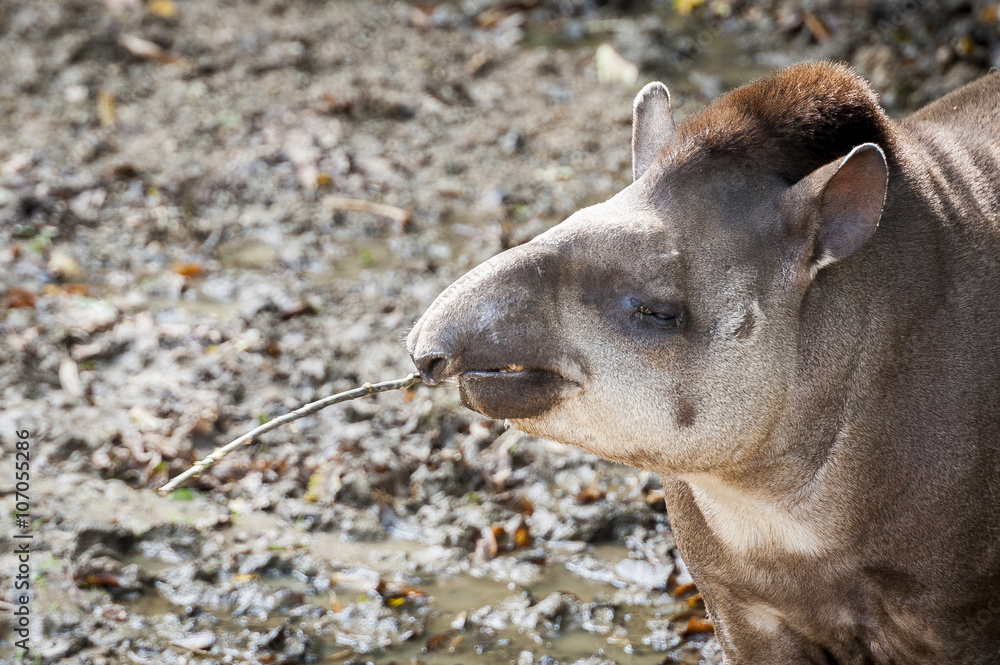 Fototapeta premium Tapir terrestre
