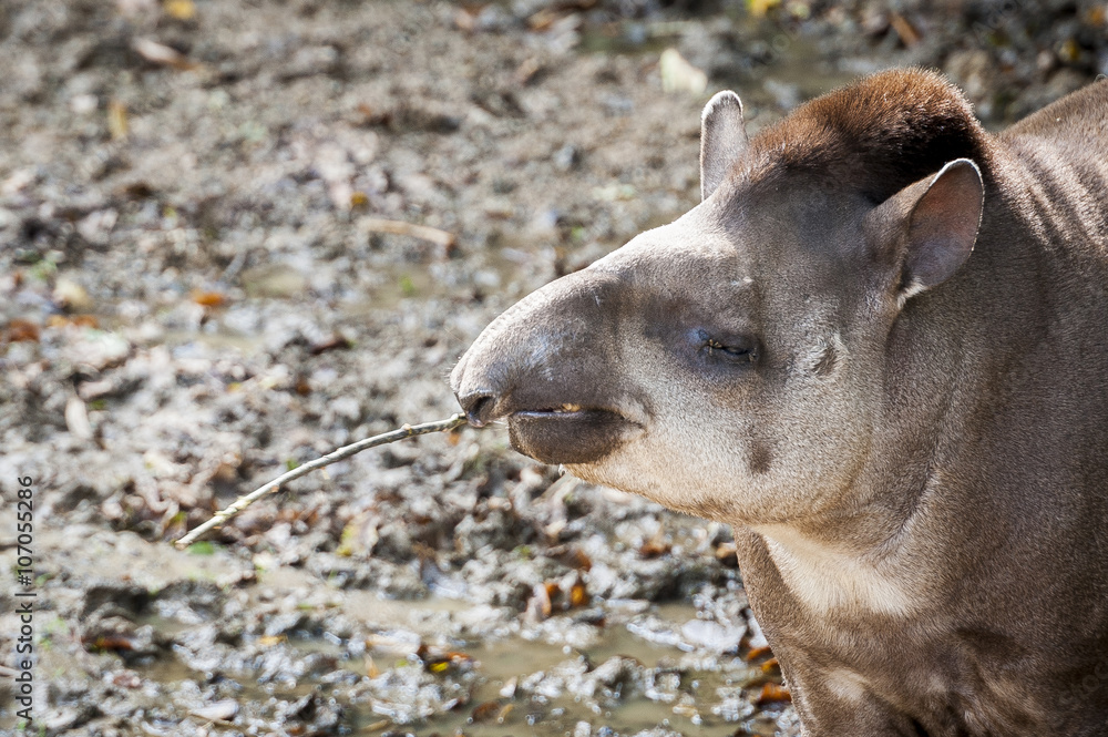 Tapir terrestre