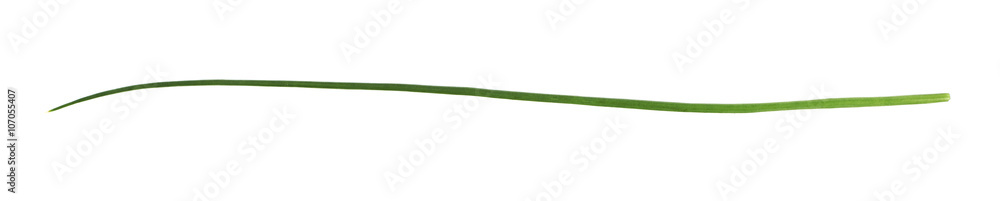 Green onion scallions isolated Green onion scallions isolated