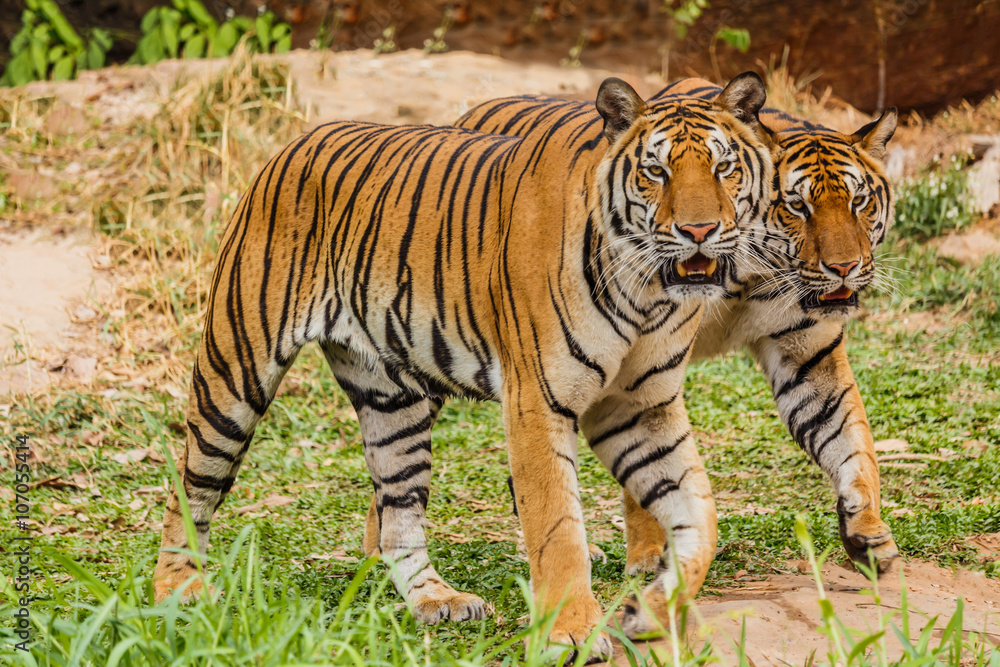 An Indian tiger in the wild. Royal, Bengal tiger