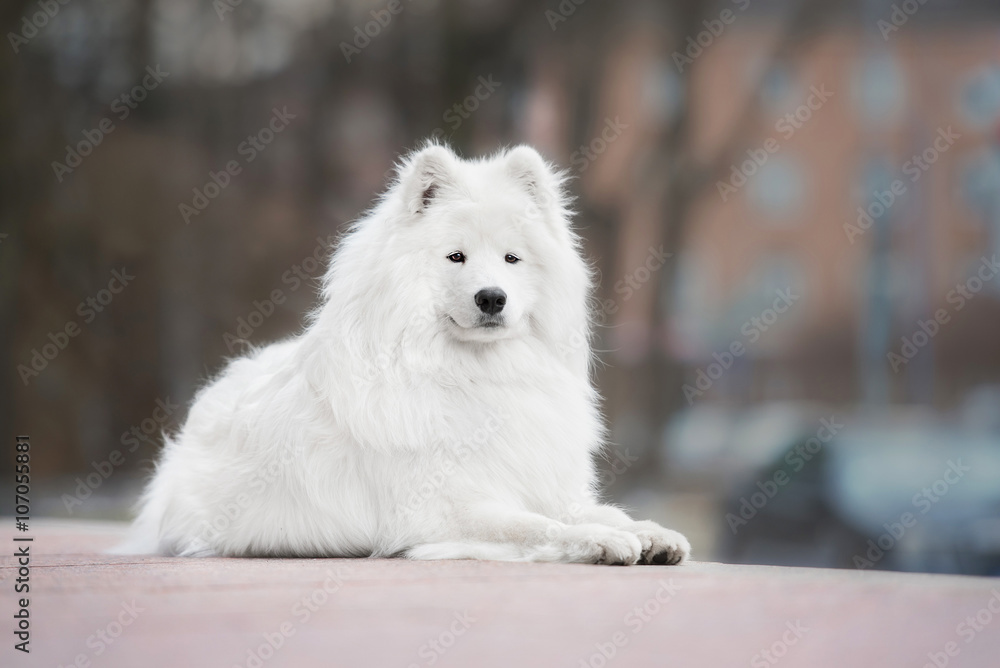 Fototapeta premium Samoyed dog lying on the street