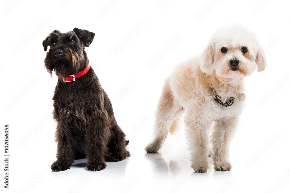 Small white and black dogs
