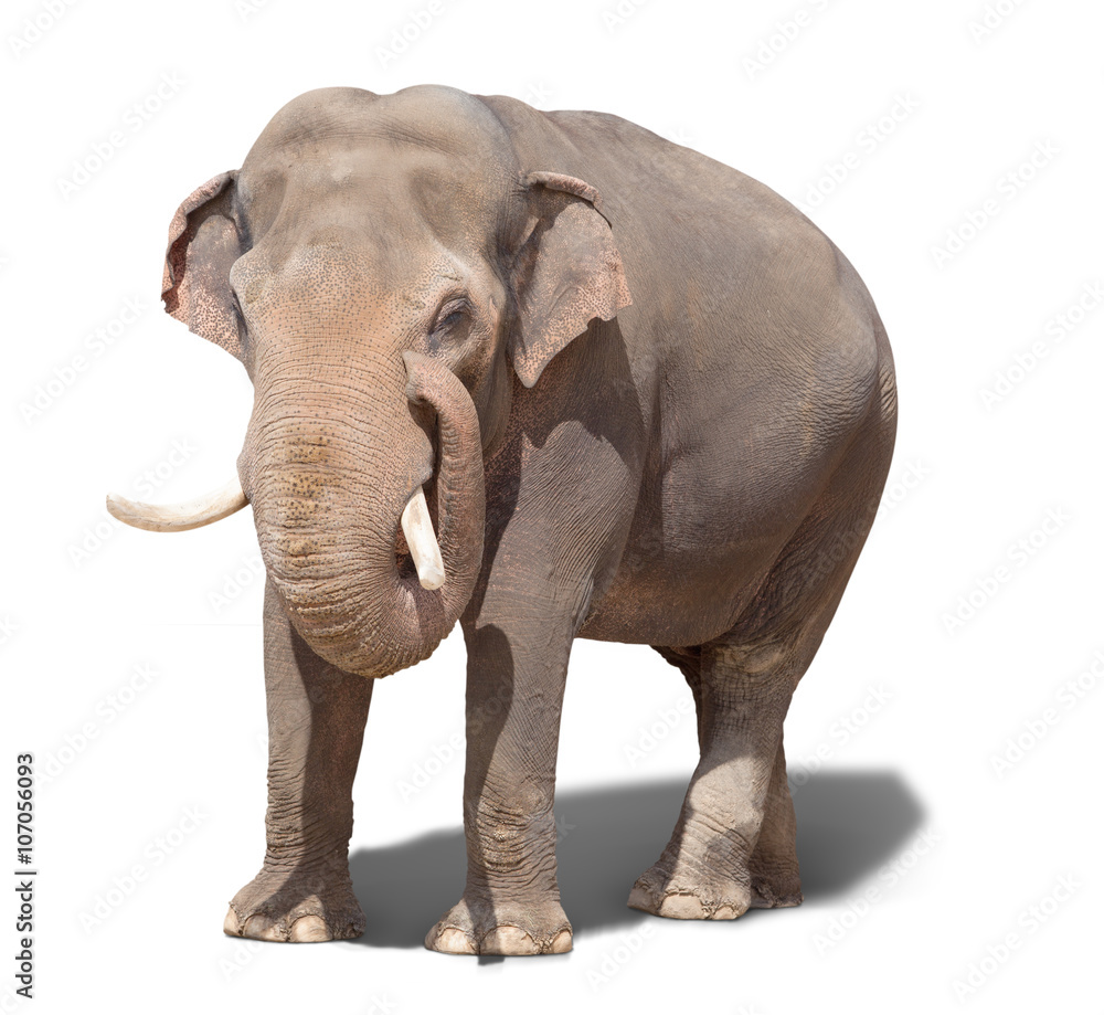 Obraz premium big elephant