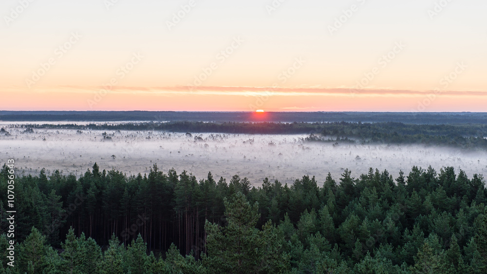 Fototapeta premium fir trees on a meadow down the will to coniferous forest in fogg