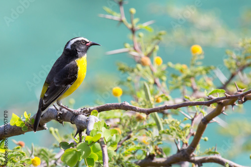 Zuckervogel (Coerebidae)
