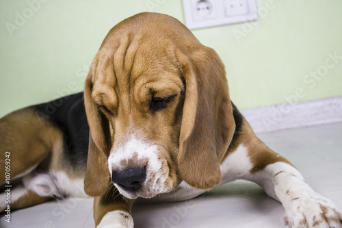 cute beagle dog sad on the floor