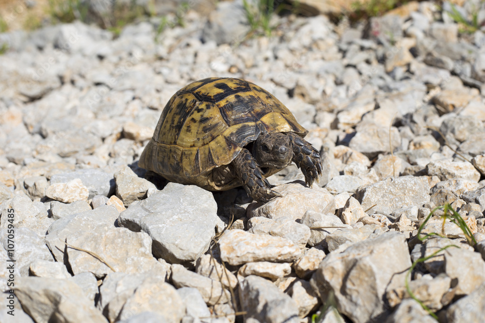 Turtle crawling on the rocky slope. Turtle crawling on the rocky slope.