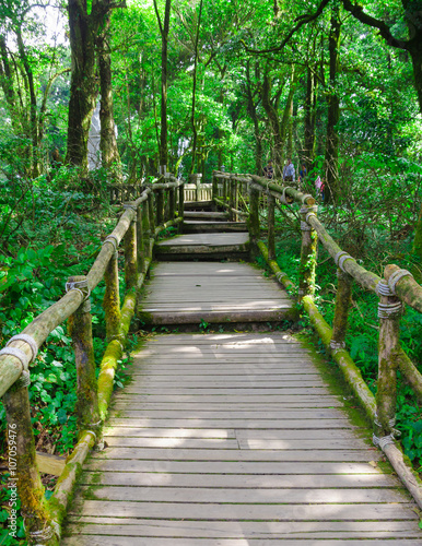Wooden bridge in tropical rain forest at Doi Inthanon National P