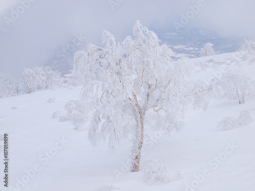 ニセコの樹氷