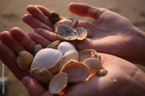 Muscheln in der Hand