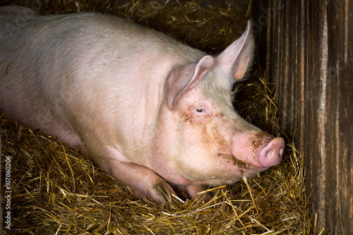 big pig in farm