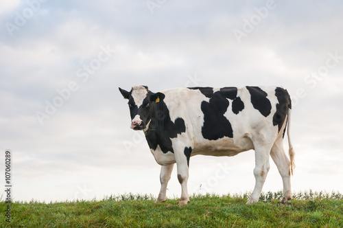 Young black and white cow on top of a dike
