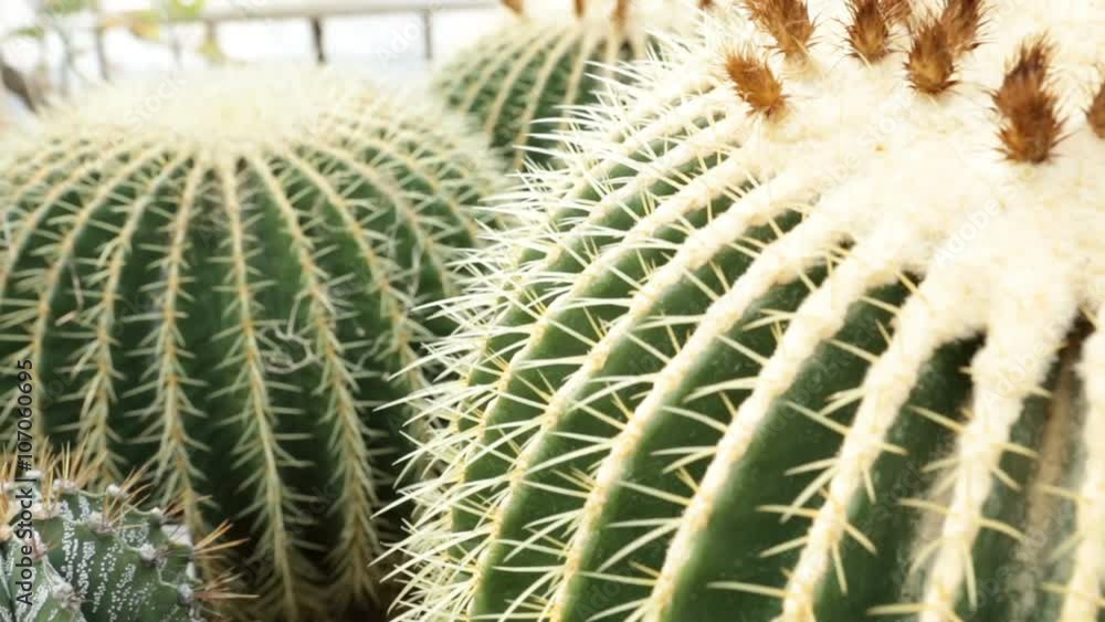 Echinocactus grusonii, popularly known as the golden barrel cactus, golden ball or, amusingly, mother-in-law's cushion, is a well known species of cactus, and is endemic to east-central Mexico. Echinocactus grusonii, popularly known as the golden barrel cactus, golden ball or, amusingly, mother-in-law's cushion, is a well known species of cactus, and is endemic to east-central Mexico.