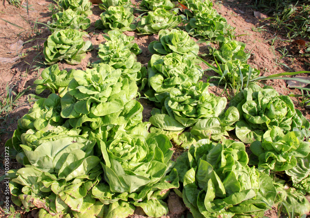 organic farmland with fresh Chinese cabbage organic farmland with fresh Chinese cabbage