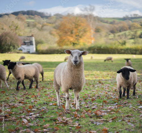 Welsh and Suffolk Sheep. UK