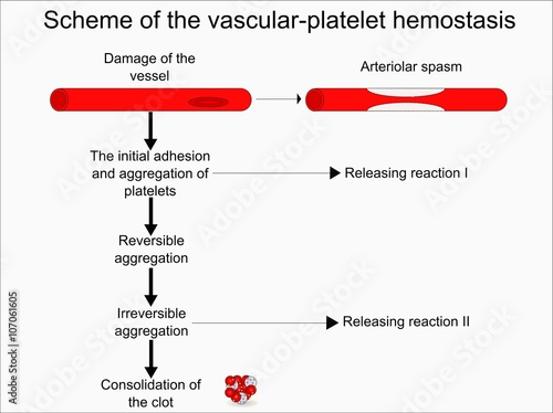 Scheme of the vascular-platelet hemostasis  photo