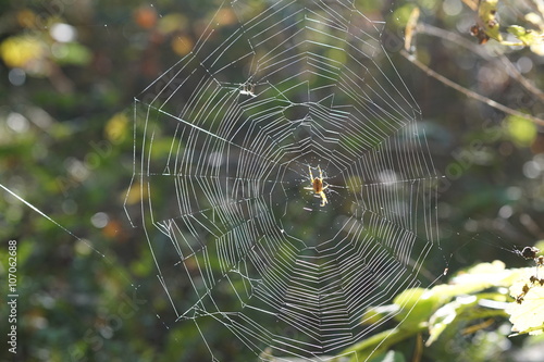 Spider in a spiderweb