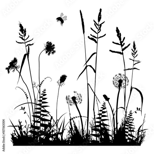 Real plant traced silhouettes isolated on white. Weed, meadow