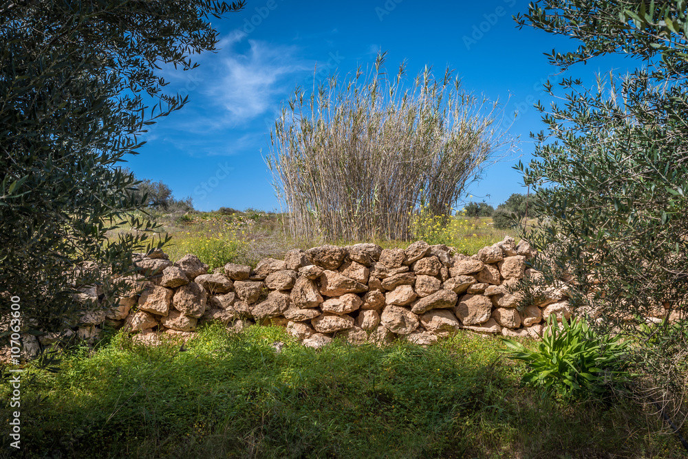 An olive grove near riparian vegetation