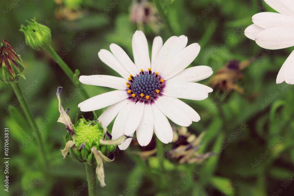Beautiful white flowers against green leafs Beautiful white flowers against green leafs