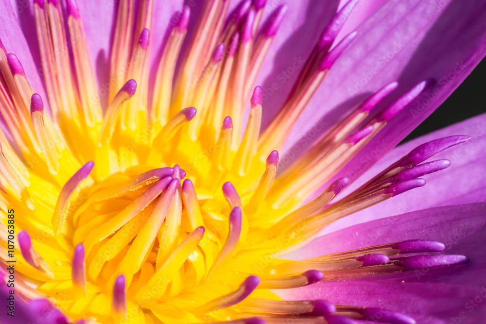 close up of lotus flower background. close up of lotus flower background.
