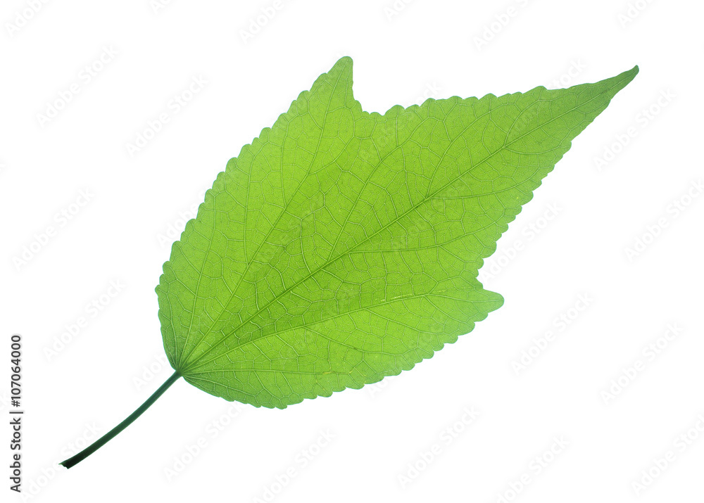Fototapeta premium Green leaves on a white background.
