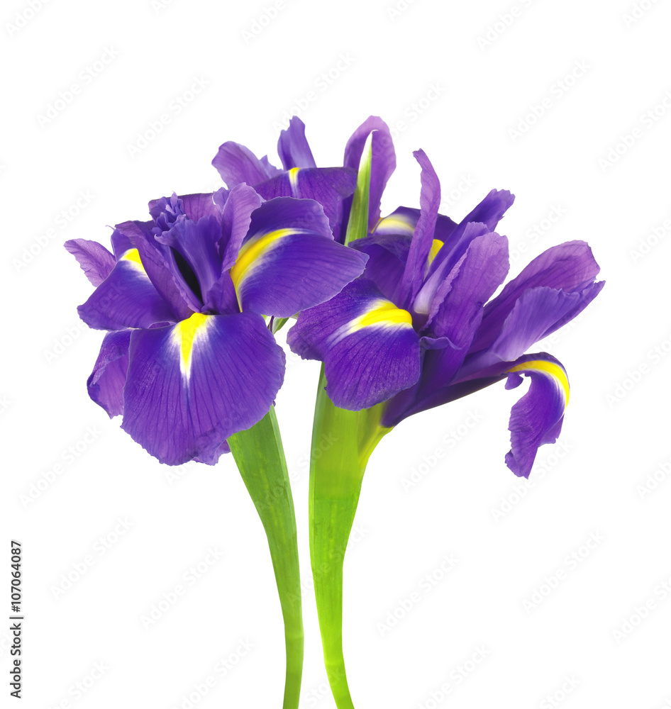 beautiful dark purple iris flower isolated on white background