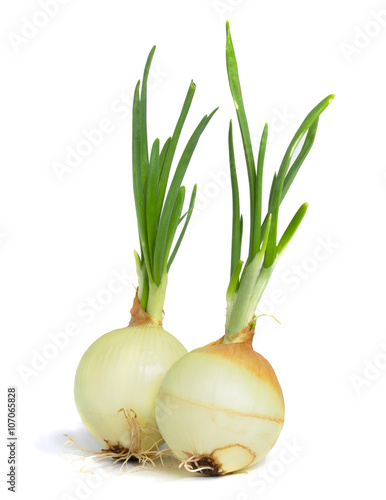 Young onion on white background