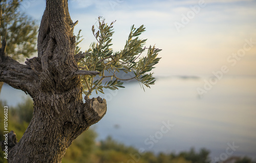 Olive tree in Kas, Turkey and the Greek Island of Kastellorizo in the background. photo