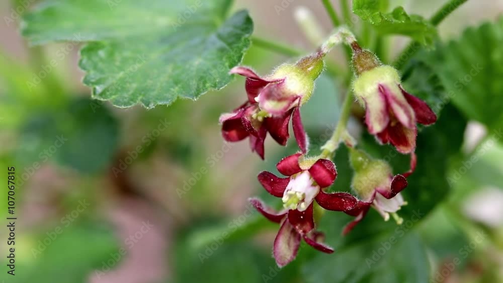 Beautiful blooming in spring Josta Beautiful blooming in spring Josta