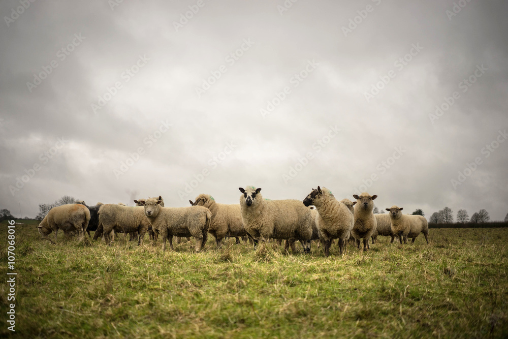 Naklejka premium Flock of Mixed and Cotswold Sheep 