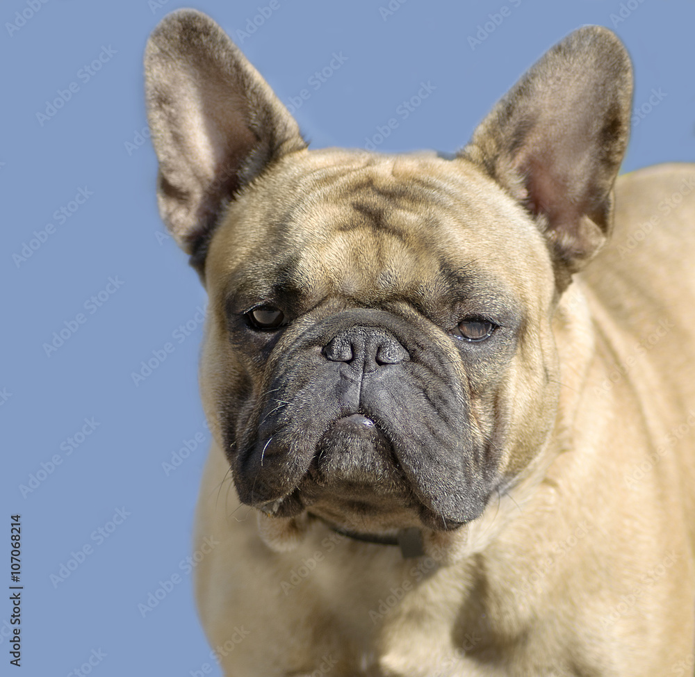 a dog with attentive eyes closeup of French bulldog a dog with attentive eyes closeup of French bulldog