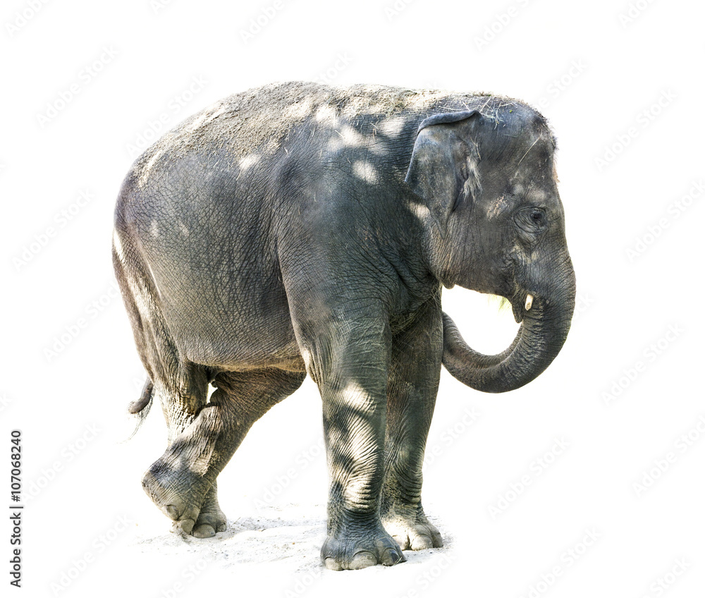 Fototapeta premium on a white - elephant with the play of light and shadow in a funny position