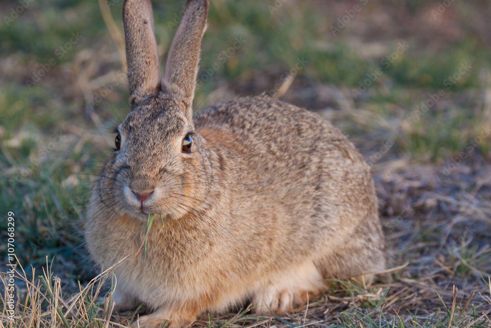 Fototapeta premium Cottontail Rabbit