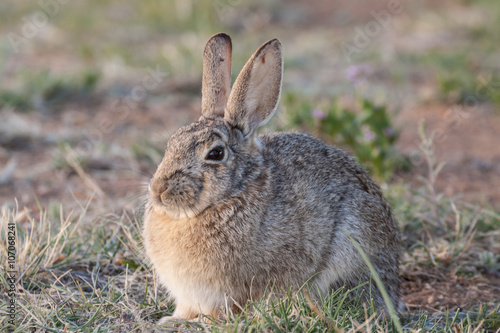 Cottontail Rabbit © equigini