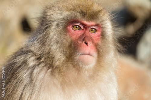 Photography Snow monkey