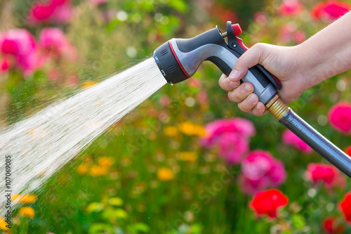 Watering garden flowers using hose photo