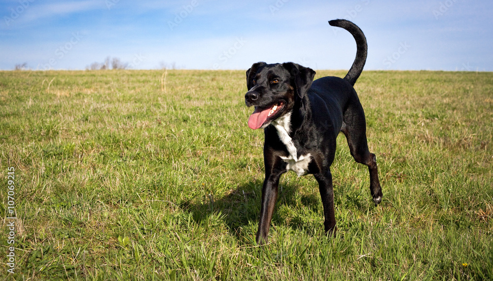 sweet black dog in grassy field facing left and panting sweet black dog in grassy field facing left and panting