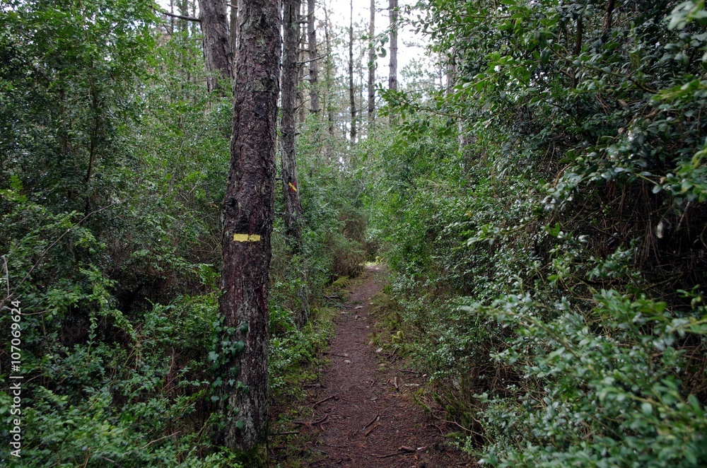 Fototapeta premium Sentier de forêt