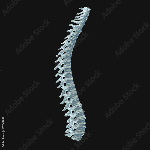 Human spine made from glass. Anatomy 3D illustration.