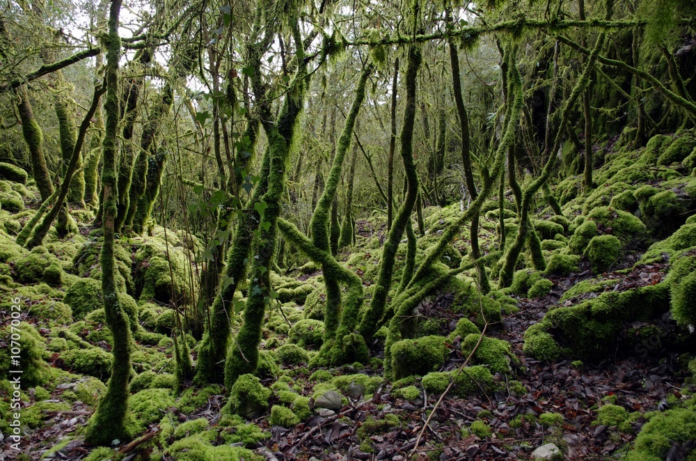 Obraz premium Forêt humide