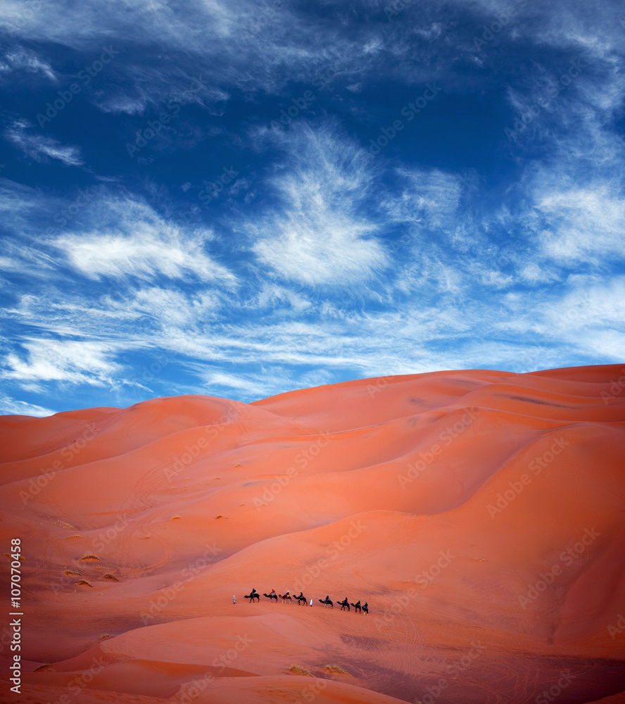 Naklejka premium Camel trekking in Erg Chebbi, Western Sahara, Morocco