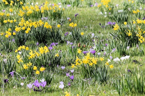 Frühlingswiese, blumenwiese, frühlingserwachen