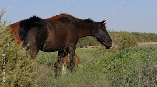 brown horses grazing