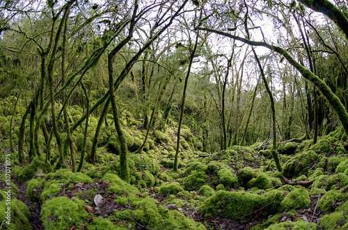 Forêt humide