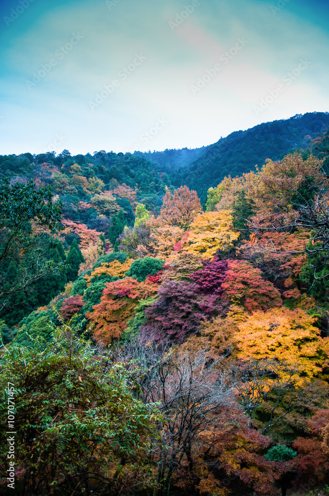 Beautiful Fall Foliage in the morning fog Arashiyama, Kyoto, Jap Beautiful Fall Foliage in the morning fog Arashiyama, Kyoto, Jap