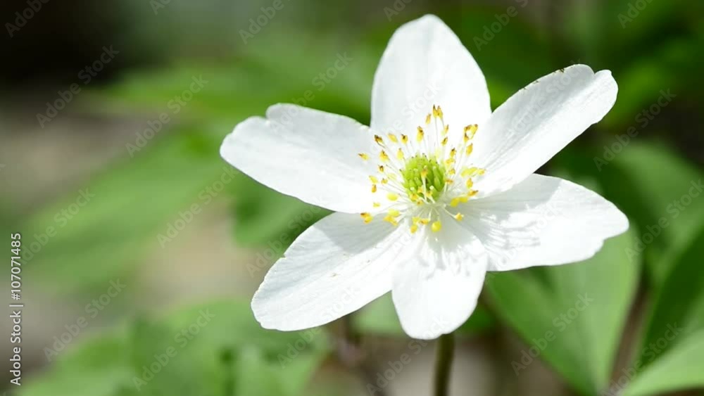 Buschwindröschen, Anemone nemorosa
Buschwindröschen, Anemone nemorosa