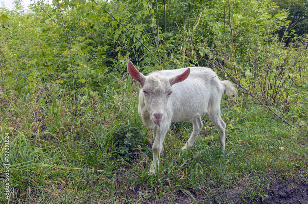 White goat White goat