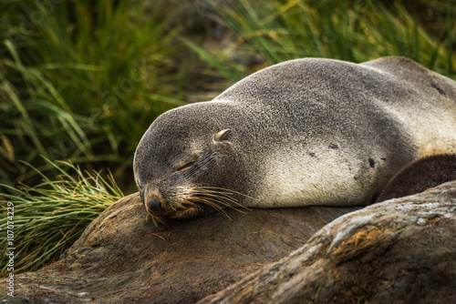 Antarctic fur seal sleeping in tussock grass