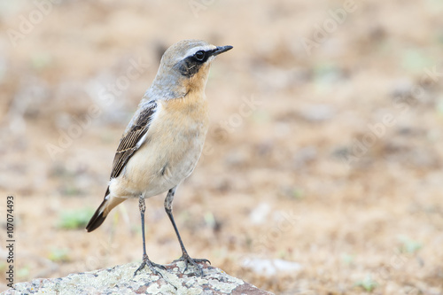 Northern wheatear male on a rock. Extremadura (Spain).